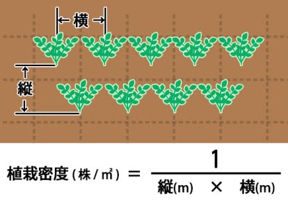 灌木種植密度|植栽密度